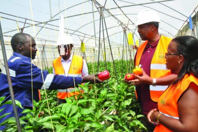 Zambia delegation tours Kenya geothermal direct use projects