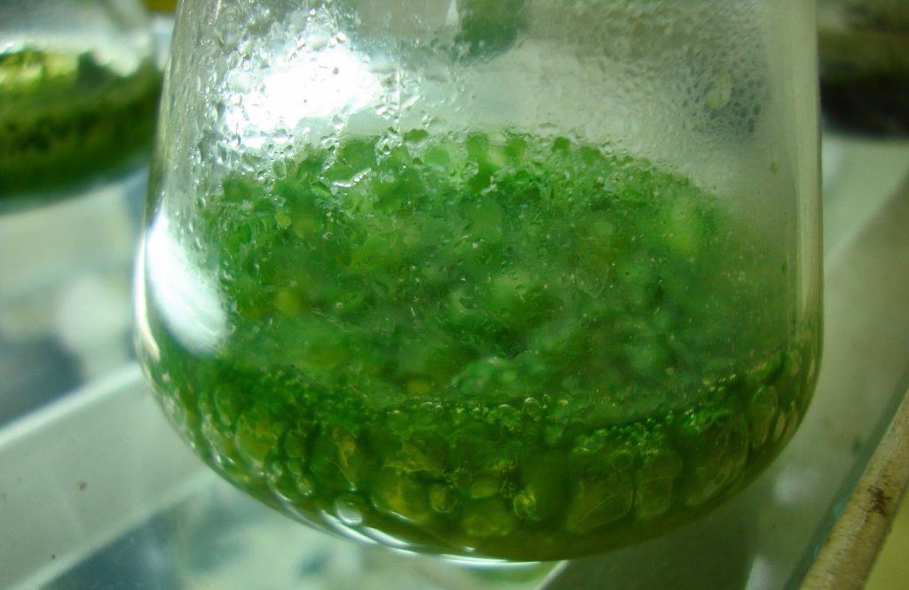 Cultivating geothermal and spirulina creates 100 jobs in Tuscany, Italy
