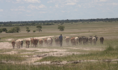 Pushing geothermal power and direct use project in Zambia, Kalahari GeoEnergy
