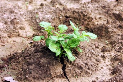 Geothermal steam sterilization supporting potato production, Kamojang
