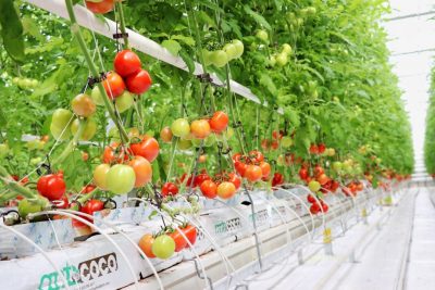 Geothermal greenhouse project in Aksaray, Türkiye to receive EBRD financing