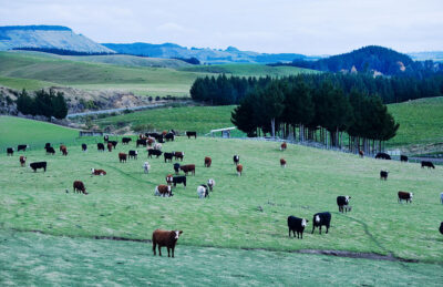 Innovative NZ project aims to produce biomass from geothermal GHG emissions