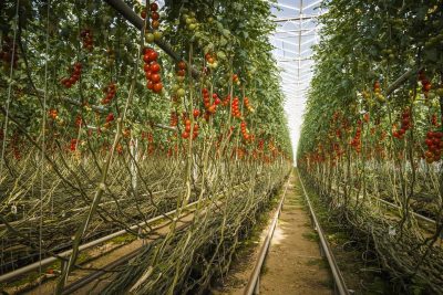 Frutura selected to operate geothermal mega-greenhouse in Styria, Austria